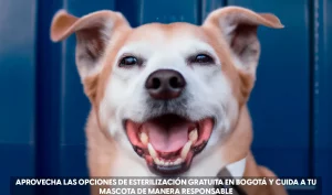 Mascota feliz después de ser esterilizada en una jornada de esterilización gratuita en Bogotá
