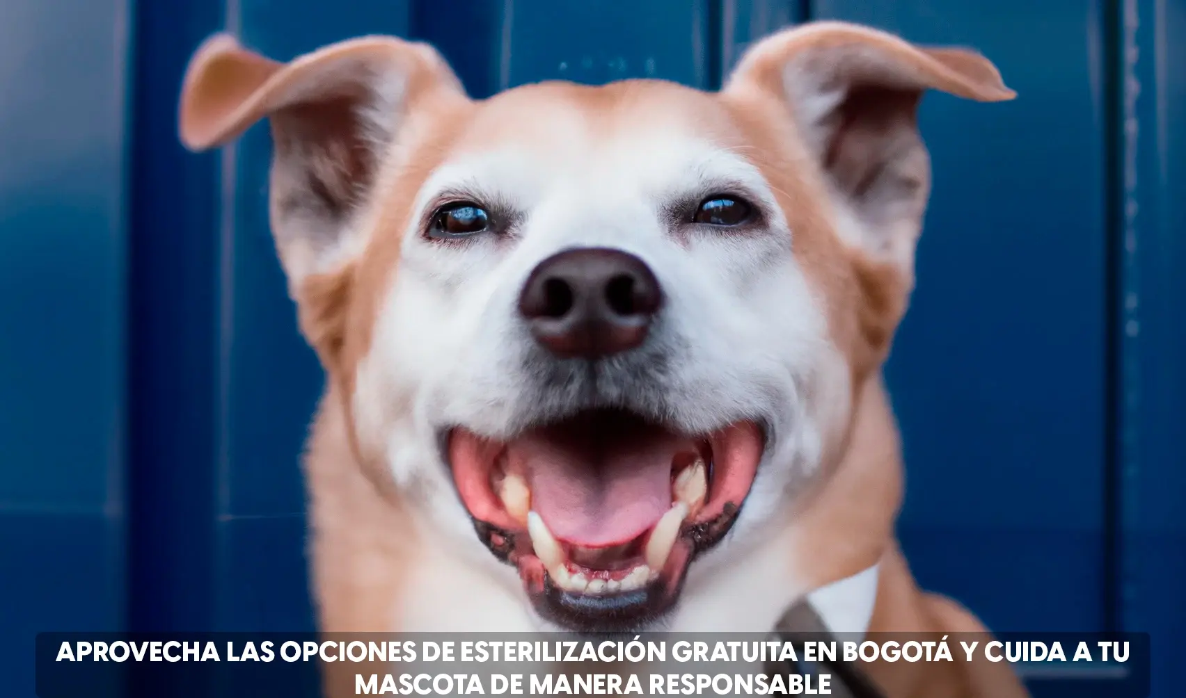¿Quieres esterilizar a tu mascota GRATIS en Bogotá? Aquí te decimos dónde ir