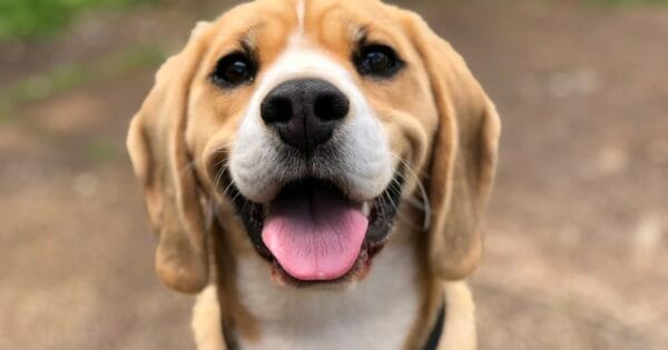 Sobrepeso en gatos domesticos