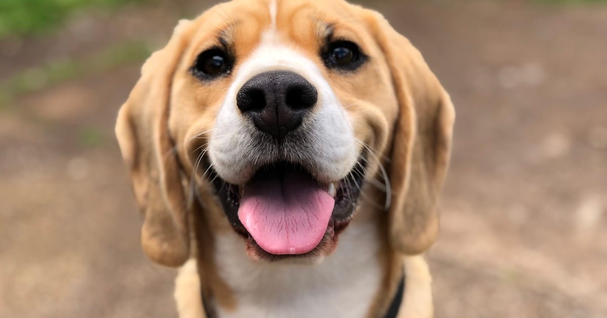 Calendario de cuidado de mascotas: qué hacer cada mes en Colombia