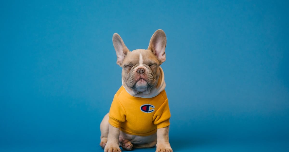 Ejercicio y piel: cómo la actividad física beneficia la piel de tu perro