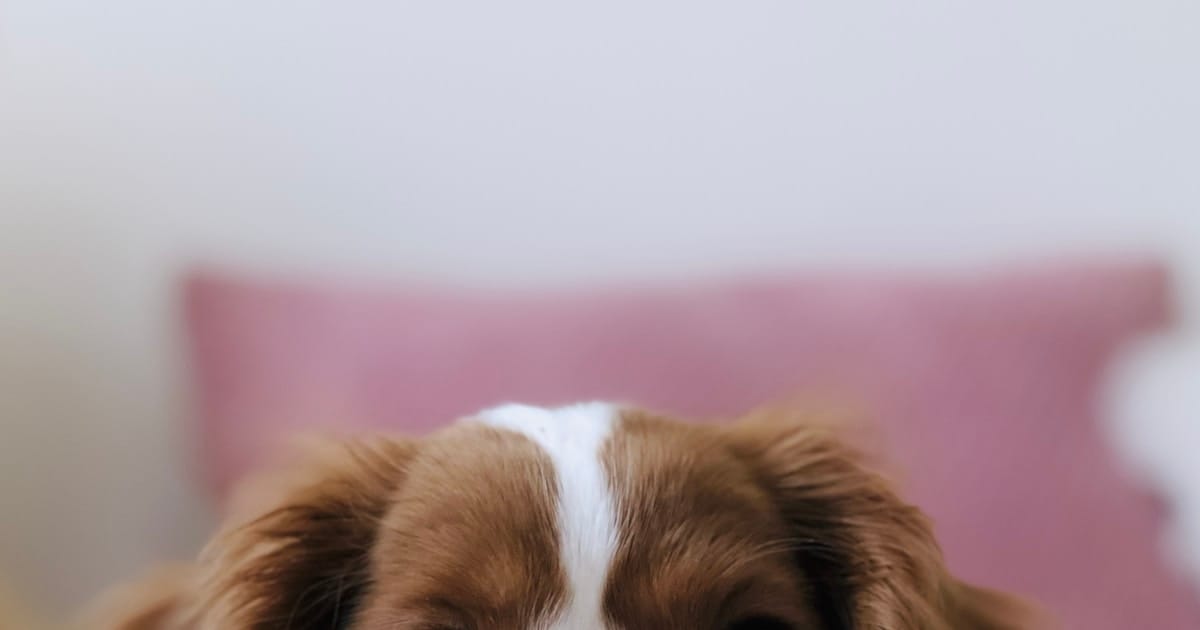 Cómo preparar un botiquín natural para tu mascota