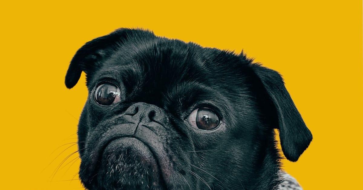 Mascotas y niños: cuidado compartido de la piel y la higiene