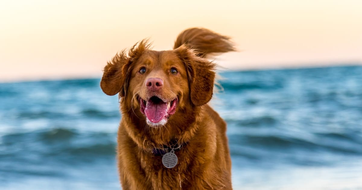 Aceite de coco para perros: 8 usos que no conocías