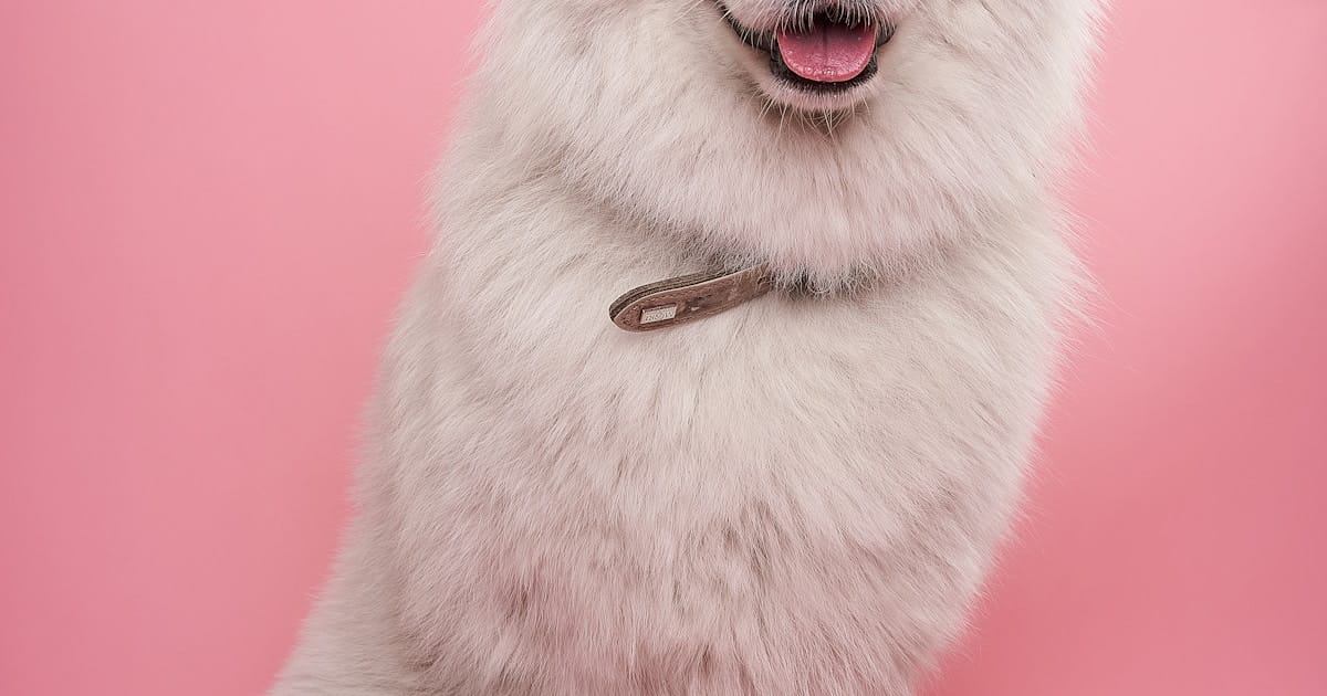 Pododermatitis en perros: inflamación de las patas y sus soluciones