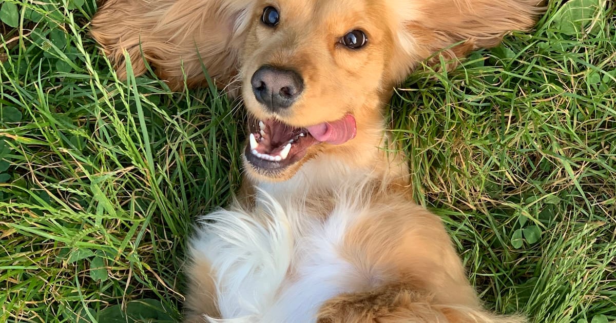 Problemas de piel en cachorros: lo que todo dueño debe saber