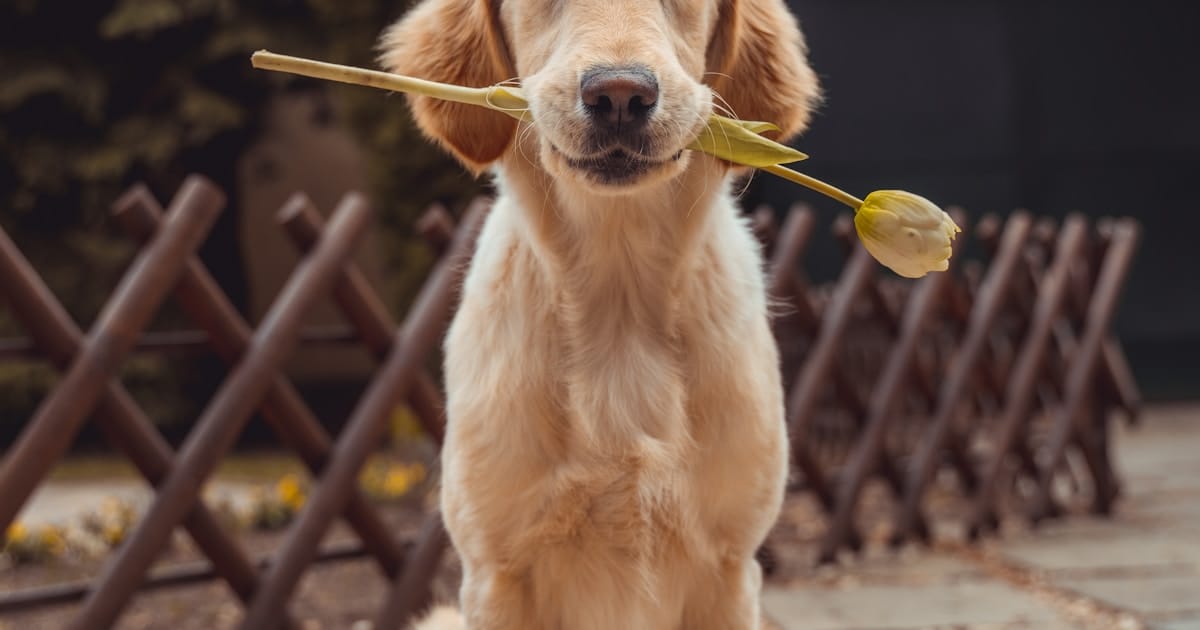 La importancia del cepillado regular en la salud de la piel