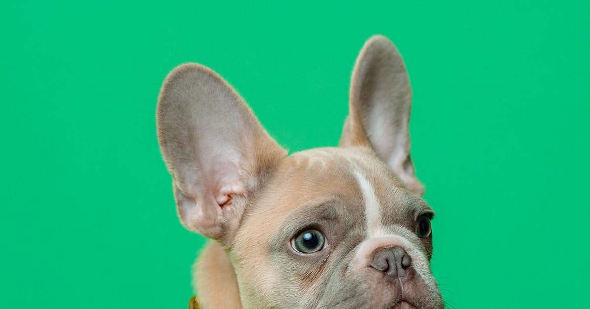 Dermatitis por contacto en mascotas: causas ocultas en tu hogar