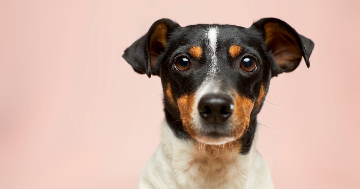 Dermatitis alérgica por pulgas (DAPP): la alergia más común en perros colombianos